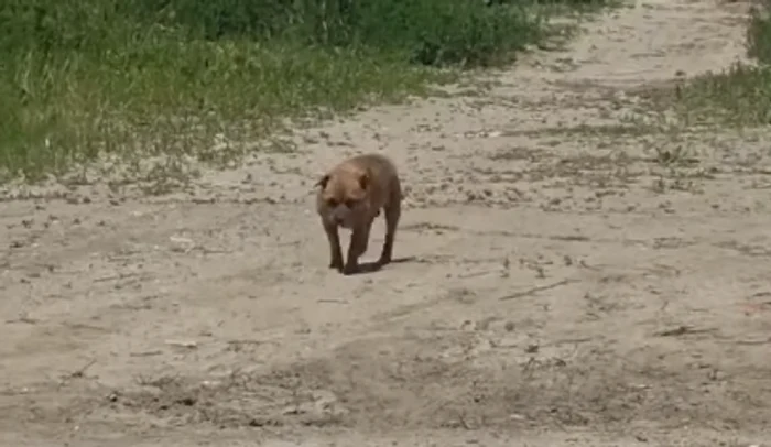 Câine abandonat în Mamaia / Foto: captură video Facebook