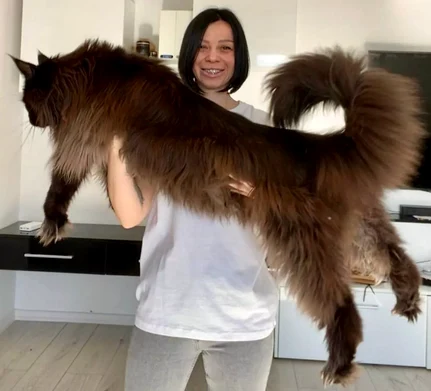 Motanul Zeus are 13 kilograme. FOTO: Instagram