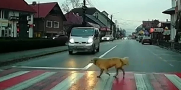 bistrita caine trece strada