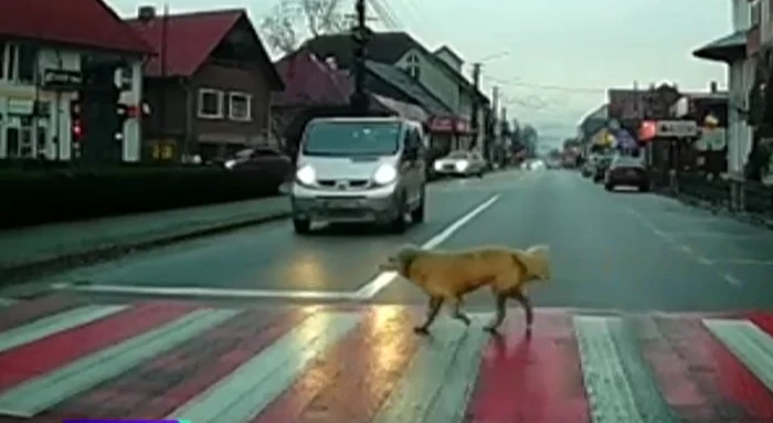 Câinele trece strada regulamentar FOTO: Captură video