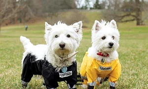 Terrierii şi bichonii sunt extrem  de fericiţi, pentru că noroiul  le încurca blăniţa sub burtică jpeg