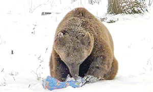 Leoaicele s au ciondănit  pentru a intra în posesia  pachetelor cu bunătăţi jpeg