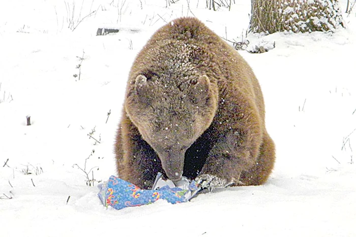 Leoaicele s-au ciondănit pentru a intra în posesia pachetelor cu bunătăţi