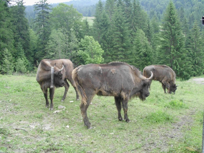 Zimbri aduşi din grădinile zoo din Anglia au fost eliberaţi în Neamţ