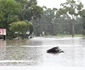 sydney acoperit de ape. FOTO Gettyimages