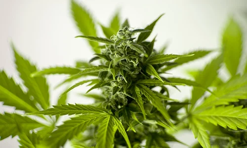 marijuana 3065611 640 jpeg