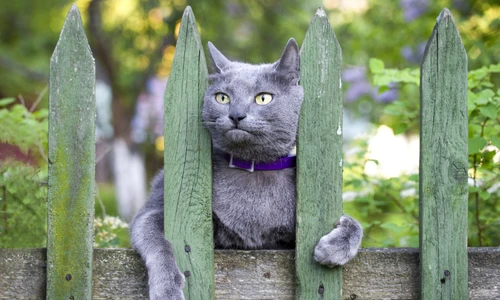 1 albastru de rusia jpg jpeg