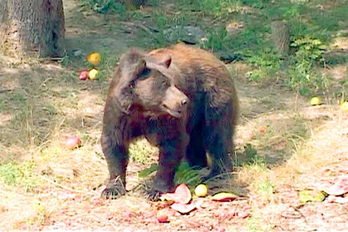 12 august 2015 - Baloo se răsfaţă cu fructe la ZOO Bucov