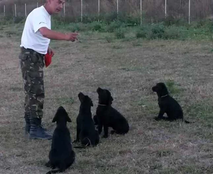 Cei patru labradori au fost dresaţi timp de un an