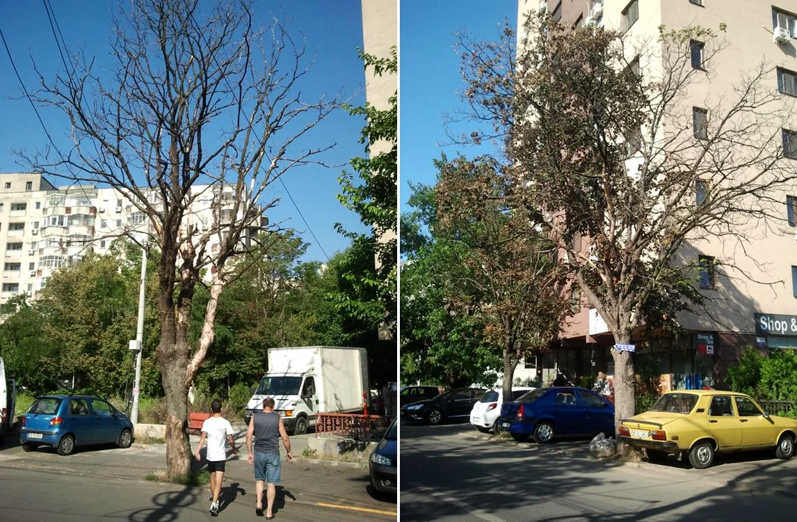 
    Arbori uscați pe strada Fabricii, în sectorul 6.  