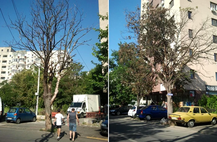 
    Arbori uscați pe strada Fabricii, în sectorul 6.  