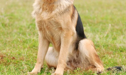 câine lup îngrijire jpeg