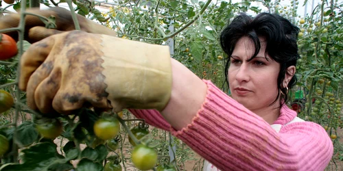 Stagiarii vor munci la ferme agricole.