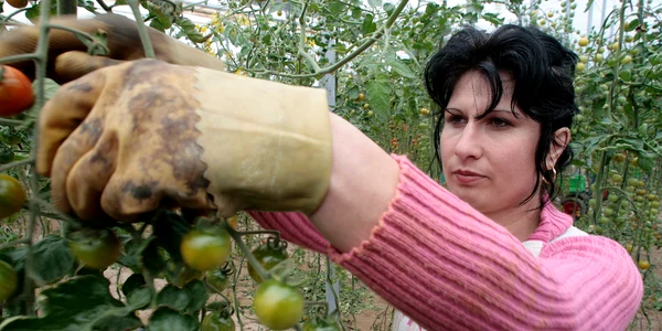 Stagiarii vor munci la ferme agricole.
