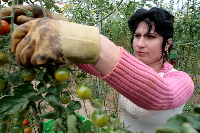 Stagiarii vor munci la ferme agricole.