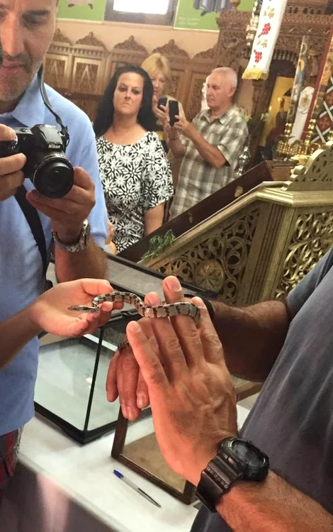 
    Luni, 15 august 2016, șerpii au apărut în biserica din Markopoulo, chiar în timpul slujbei. Credincioșii i-au luat în mâini și i-au fotografiatFoto Facebook  