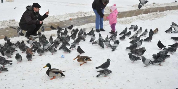 Rață sălbatică în centrul Timișoarei
