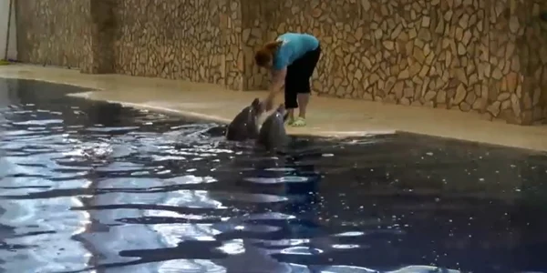 delfini din ucraina adusi la constanta captura video