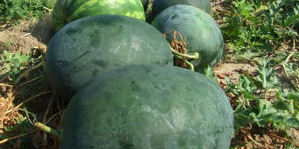A murit lovită de maşină în timp ce vindea pepeni pe marginea drumului
