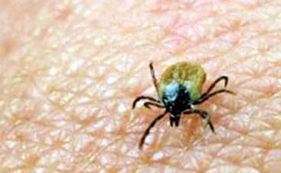  Căpușele „au furat” startul în primăvara aceasta. Insectele, un real pericol deoarece transmit de boli cumplite