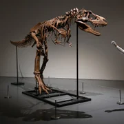 Schelet fosilizat al unei rude T-Rex numită Gorgosaurus FOTO Profimedia