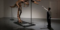 Schelet fosilizat al unei rude T-Rex numită Gorgosaurus FOTO Profimedia