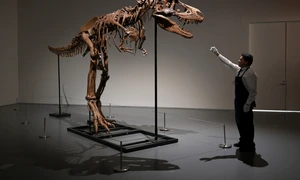 Schelet fosilizat al unei rude T-Rex numită Gorgosaurus FOTO Profimedia