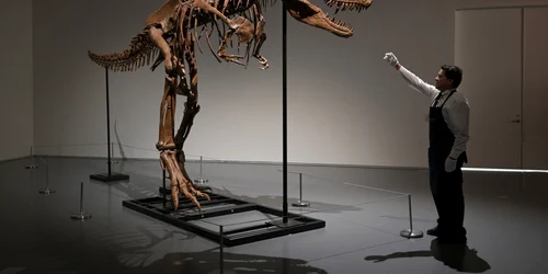 Schelet fosilizat al unei rude T-Rex numită Gorgosaurus FOTO Profimedia