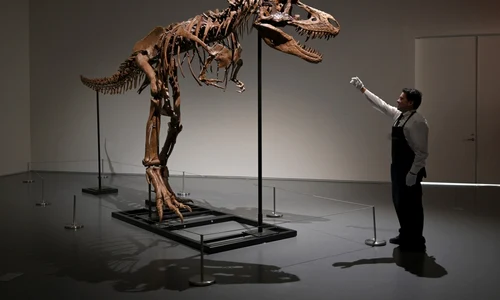 Schelet fosilizat al unei rude T-Rex numită Gorgosaurus FOTO Profimedia