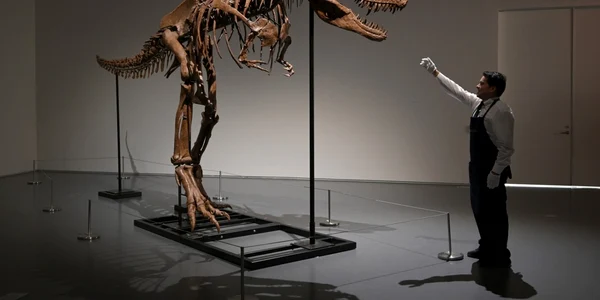 Schelet fosilizat al unei rude T-Rex numită Gorgosaurus FOTO Profimedia