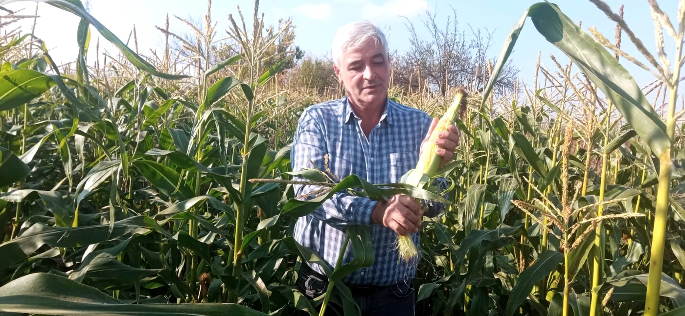 Fermierul Ion Păunel cultivă de 15 ani porumb dulce FOTO: Theodora Trusca