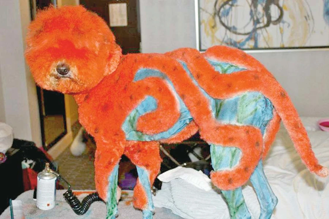 Blăniţa căţeilor este  tunsă şi vopsită cu  mare grijă de designeri (Fotografii: photoland CATERS)