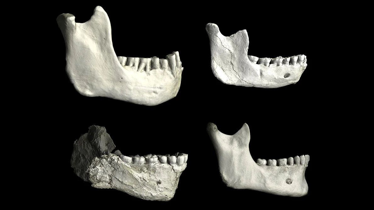 O serie de maxilare inferioare din Africa de Nord demonstrează variații între fosilele de hominizi (©  Philipp Gunz / Institutul Max Planck pentru Antropologie Evoluționară)