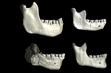 O serie de maxilare inferioare din Africa de Nord demonstrează variații între fosilele de hominizi (©  Philipp Gunz / Institutul Max Planck pentru Antropologie Evoluționară)
