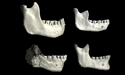 O serie de maxilare inferioare din Africa de Nord demonstrează variații între fosilele de hominizi (©  Philipp Gunz / Institutul Max Planck pentru Antropologie Evoluționară)