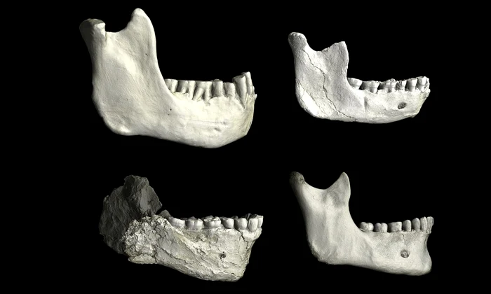 O serie de maxilare inferioare din Africa de Nord demonstrează variații între fosilele de hominizi (©  Philipp Gunz / Institutul Max Planck pentru Antropologie Evoluționară)