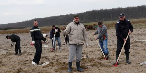 Jandarmii sătmăreni au plantat arbori la Ardud