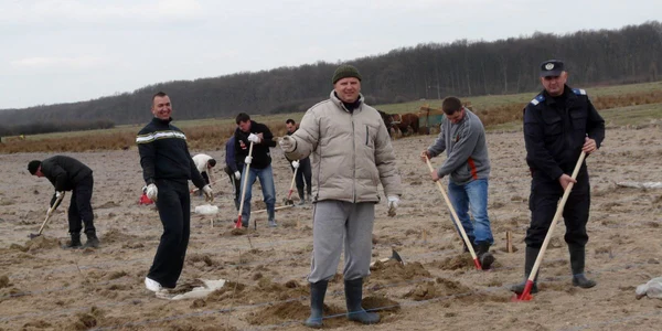 Jandarmii sătmăreni au plantat arbori la Ardud