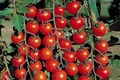 rosii cherry jpg