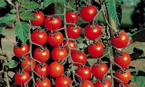 rosii cherry jpg