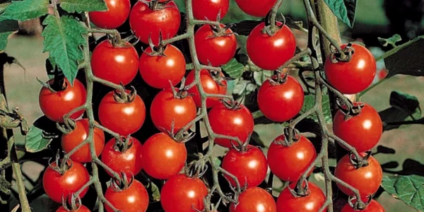 rosii cherry jpg