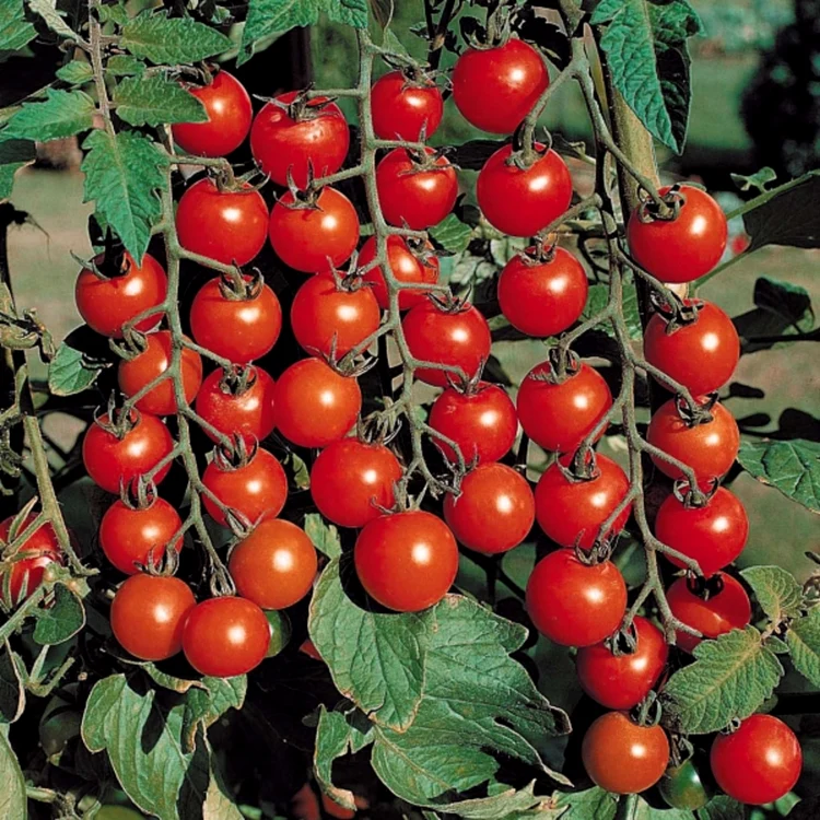 Ciorchini cu roșii cherry