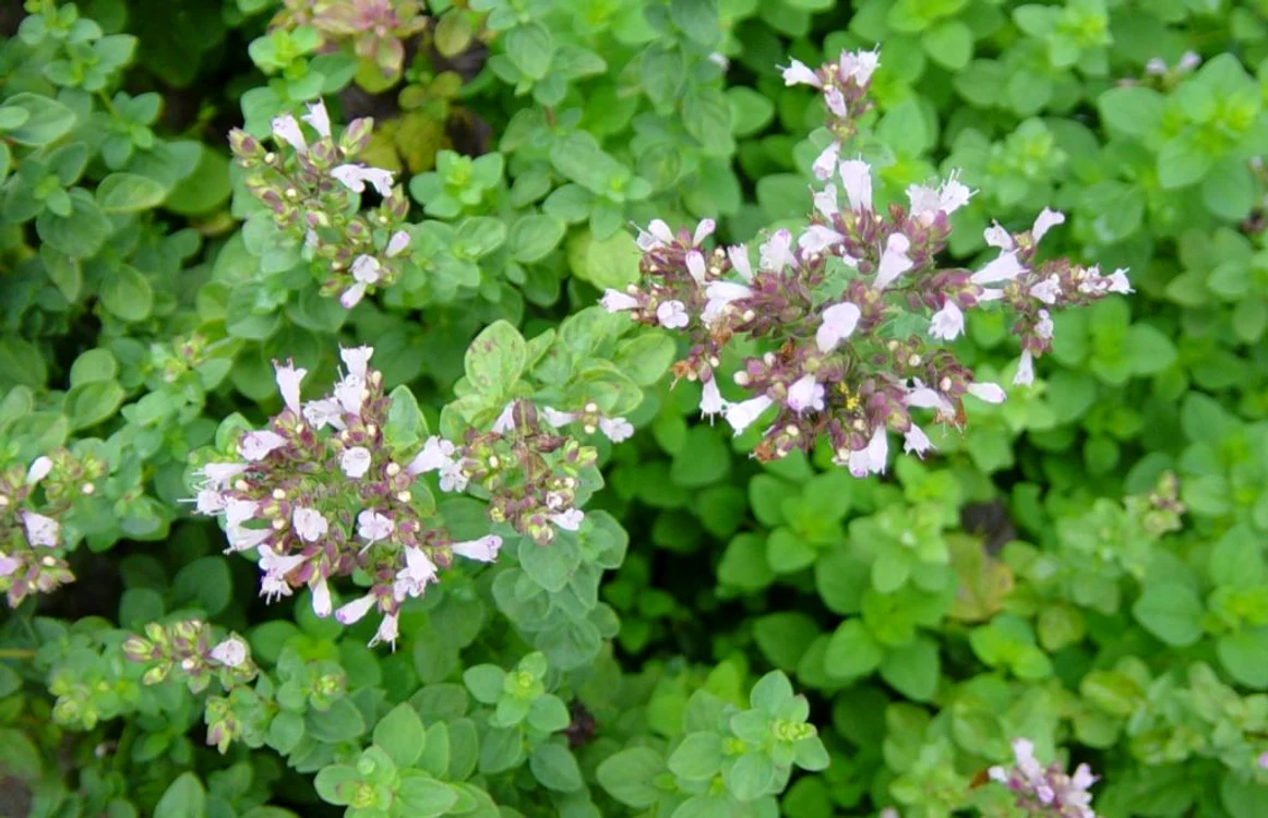 Oregano, o plantă cu virtuţi tămăduitoare FOTO pantrygardensherbs.ro
