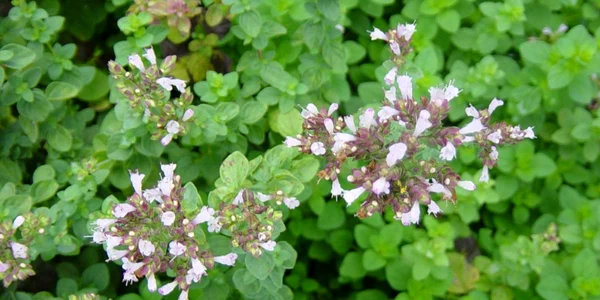 calarasi oregano
