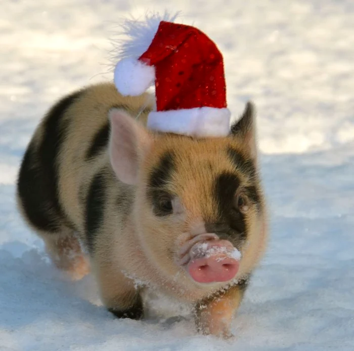 Felicitări de Sărbători cu purceluşi