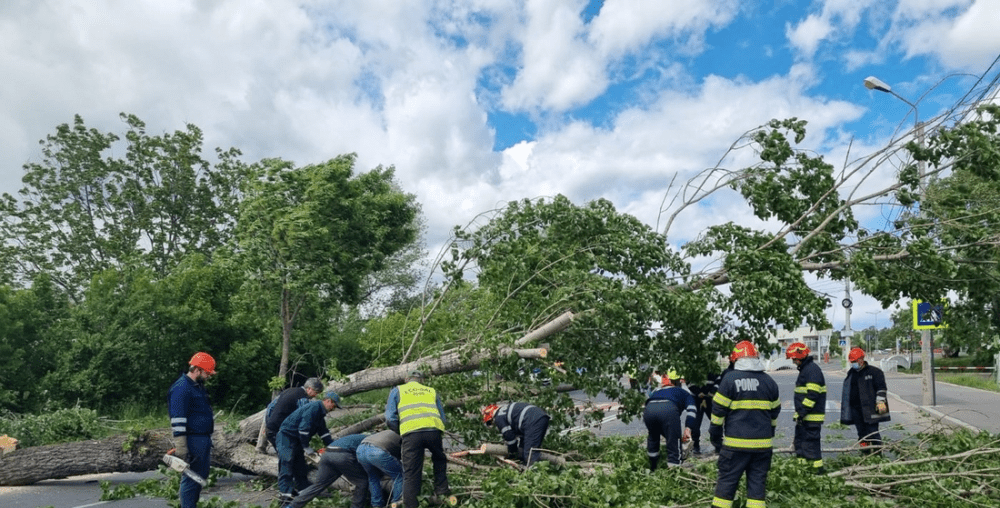 DN1, blocat pe Valea Prahovei, după ce mai mulți copaci au fost doborâți de vânt. Nimeni nu a fost rănit