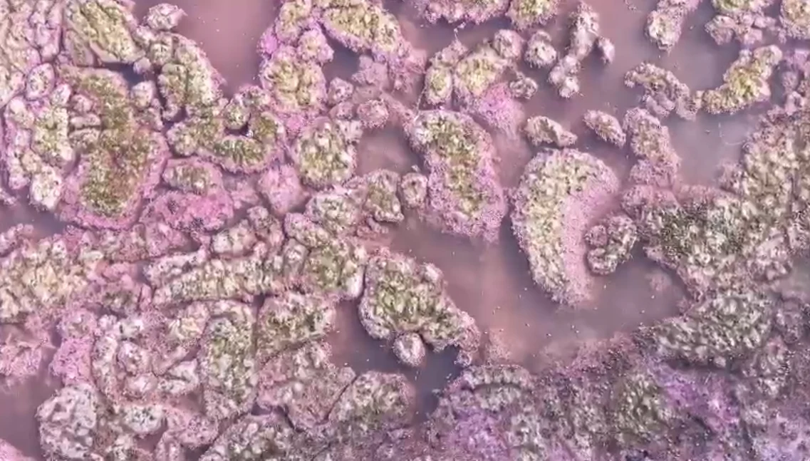 Bacteria roz din lacul miraculos Sursa A.I.