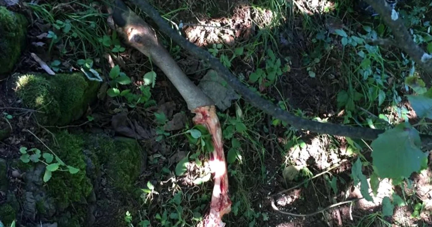 Picioarele si diferite parti ale cerbului au fost abandonate pe marginea drumului