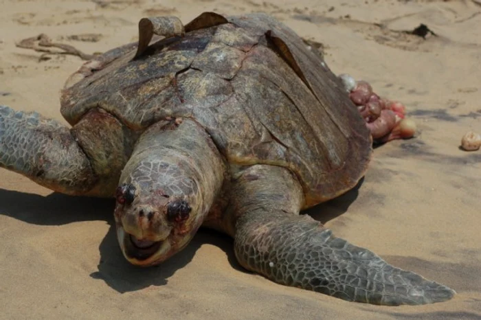 
    Zilnic în Golful Mexic se scurg 800.000 de litri de petrol, ca urmare a scufundării platformei Deep Water Horizon  