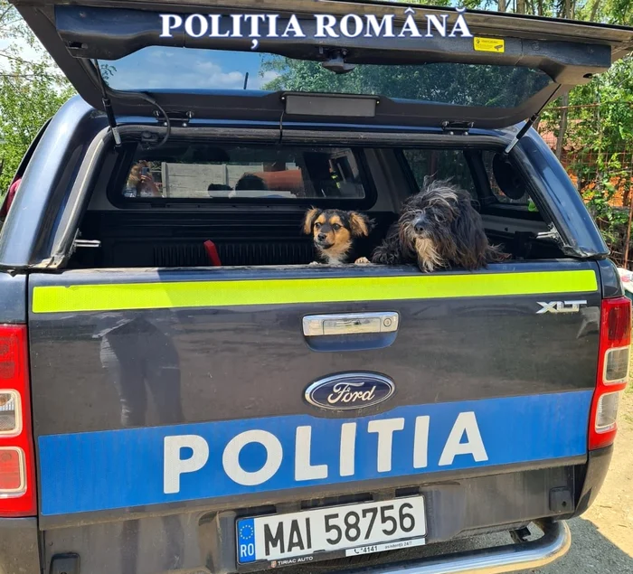 Animalele au ajuns într-un adăpost FOTO: IPJ Olt
